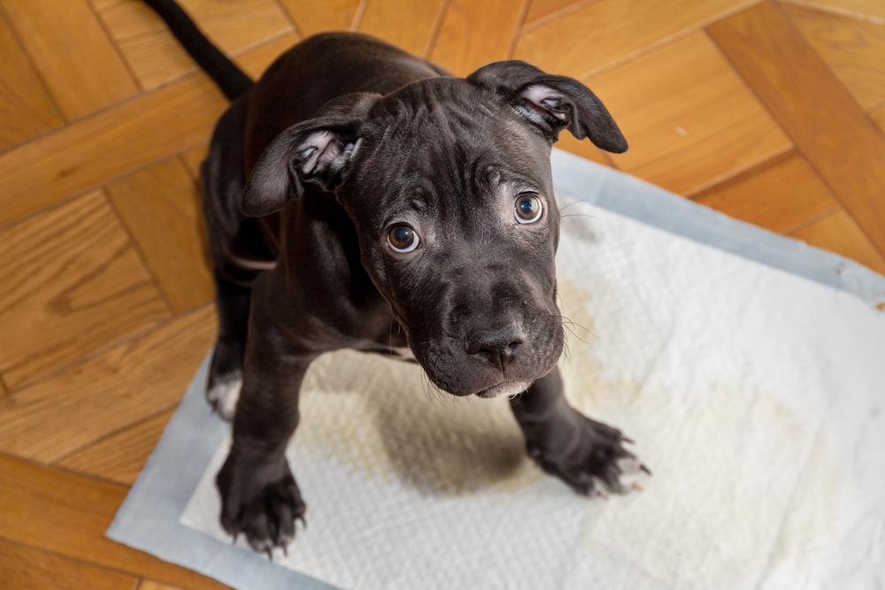 A black puppy sitting on a wee wee pad. 