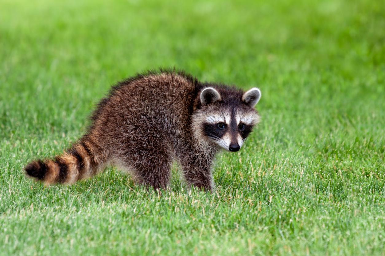 A small, young raccoon walks across green grass.