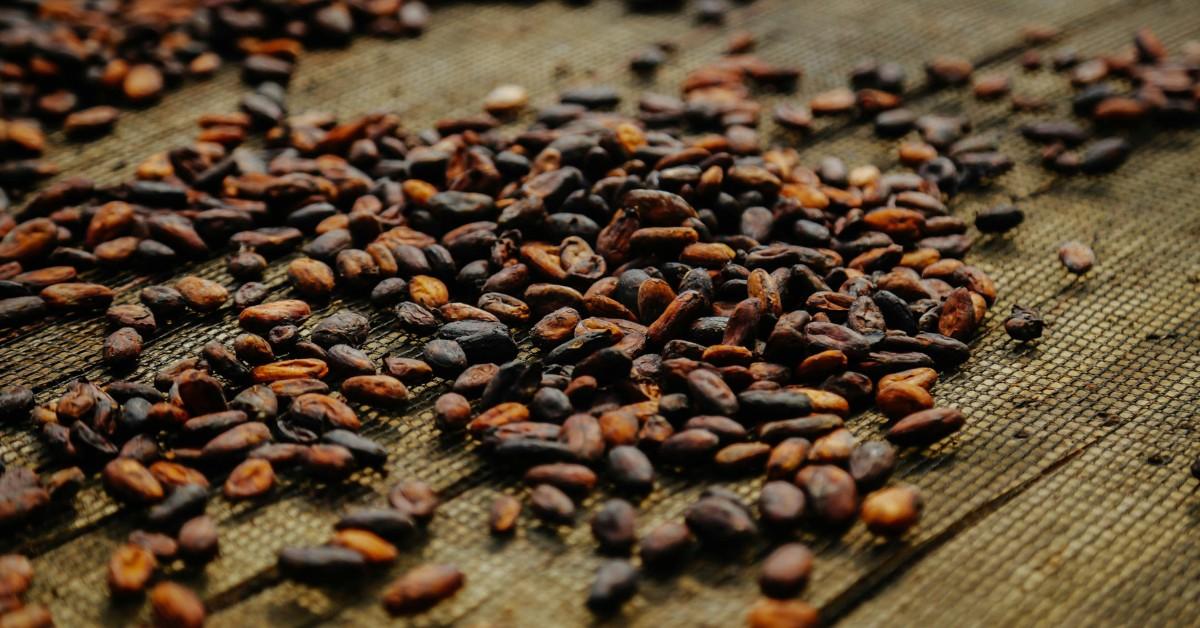 Whole black and brown cacao beans lay spread out on a wire mesh