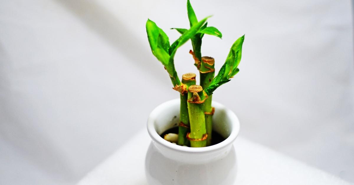 A lucky bamboo plant.