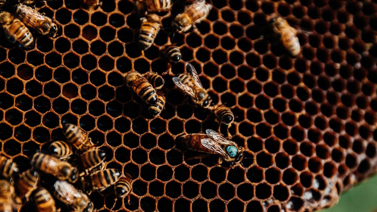 Why Do Bees Kill Their Queen? Dethroning A Queen Bee - Revive A Bee