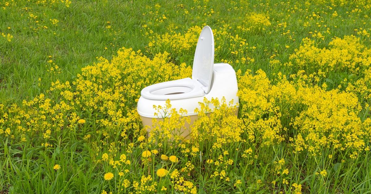 Image of a white toilet in a field of tall grass and yellow flowers