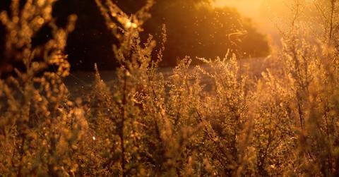 Natural relief from seasonal allergies