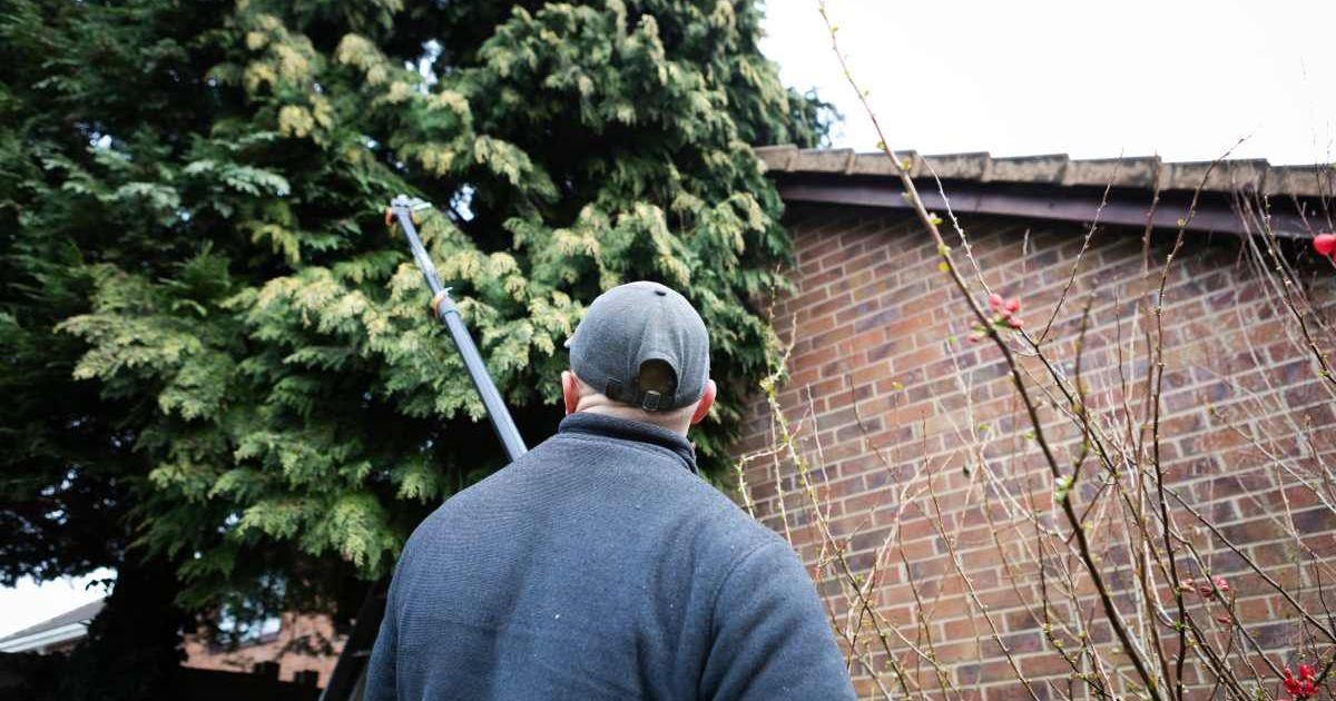 A man is trimming the branches of a tall tree to let in sunlight. (Representative Cover Image Source: Getty Images | Photographer, Barak Gurbuz)
