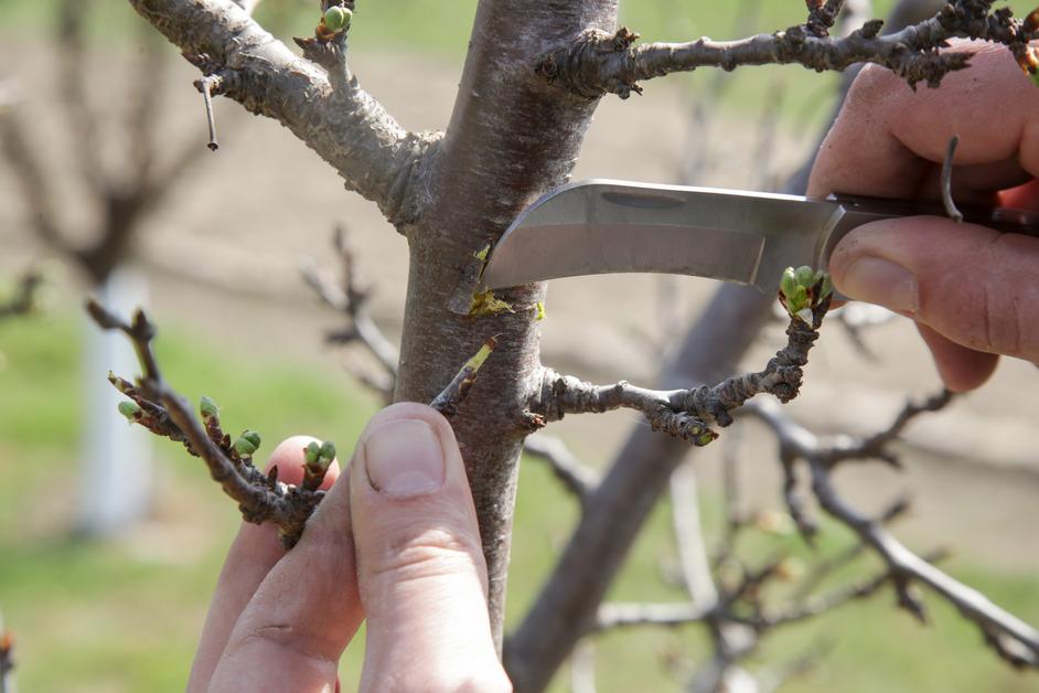 Person propagating stem