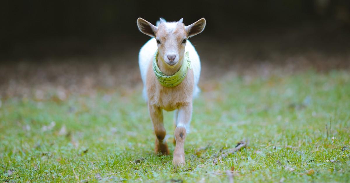 A young goat wearing a green bandana walks through a field 