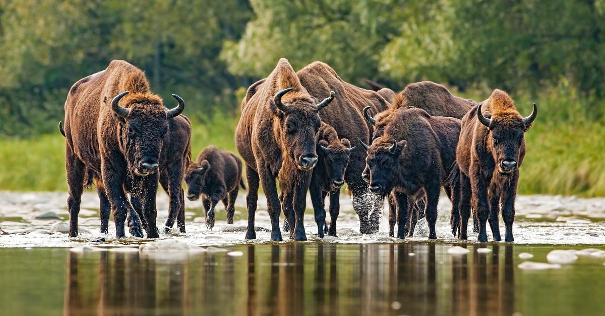 Herd of bison wading through a river in Yellowstone National Park. 