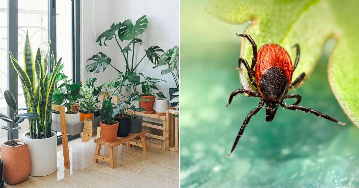 (L) Indoor plants with lush green leaves arranged in the living room. (R) A garden pest invading a plant. (Representative Cover Image Source: Pexels | (L) Huy Phan, (R) Erik Karits)