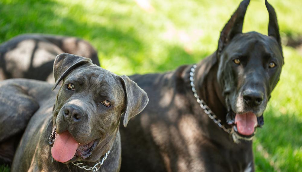 Two black Great Danes laying outside on the grass. 