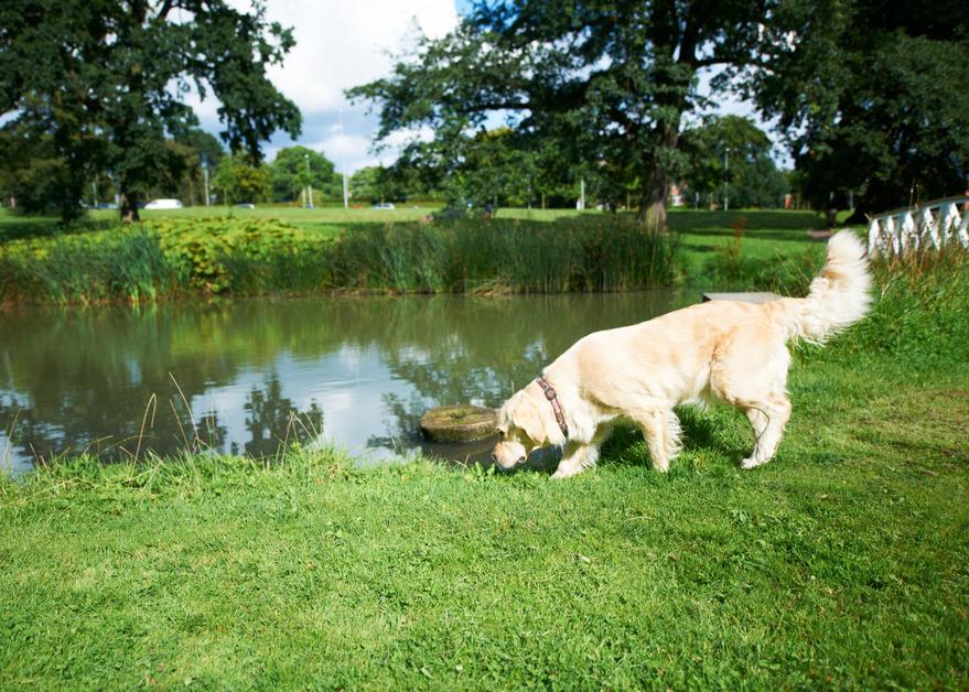 Dog near a pond