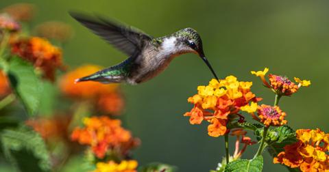 How To Get a Hummingbird Out of Your Garage: Our Tips