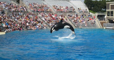 Here's What Happened to Orca Trainer Jessica Radcliffe