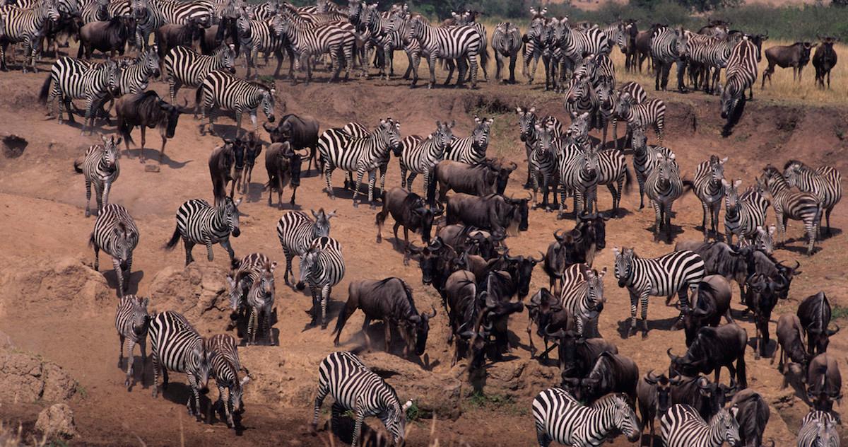 A wide shot of wild zebras and other animals.