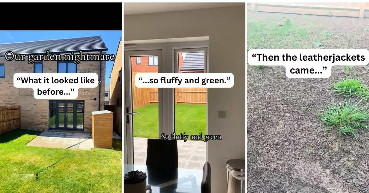 Gardener was horrified to notice the devastating transformation insects caused to her garden (Cover Image Source: TikTok | @charleymaryy)