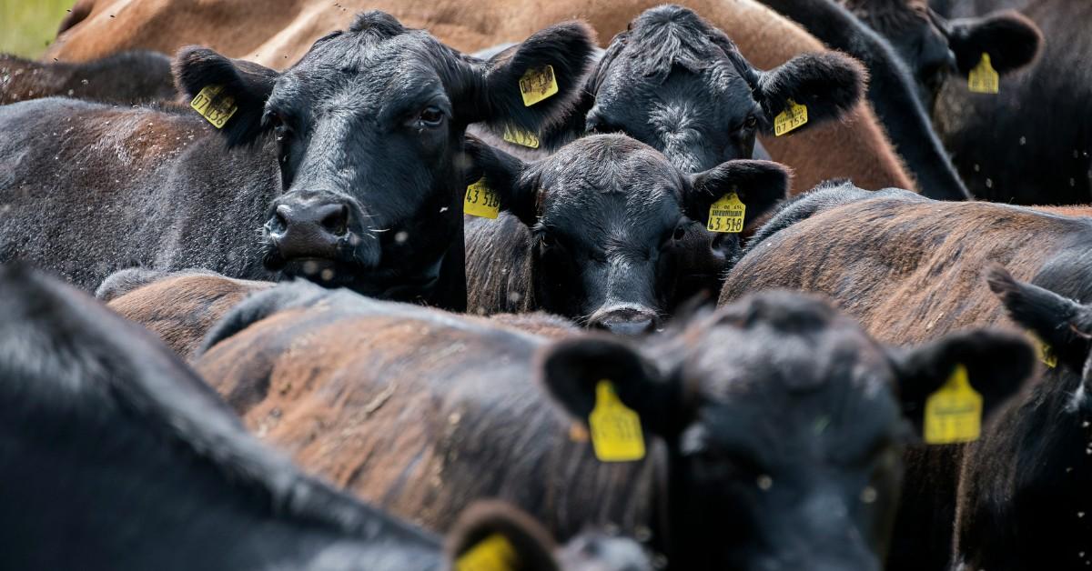A herd of brown cows with yellow tags in their ears walk together