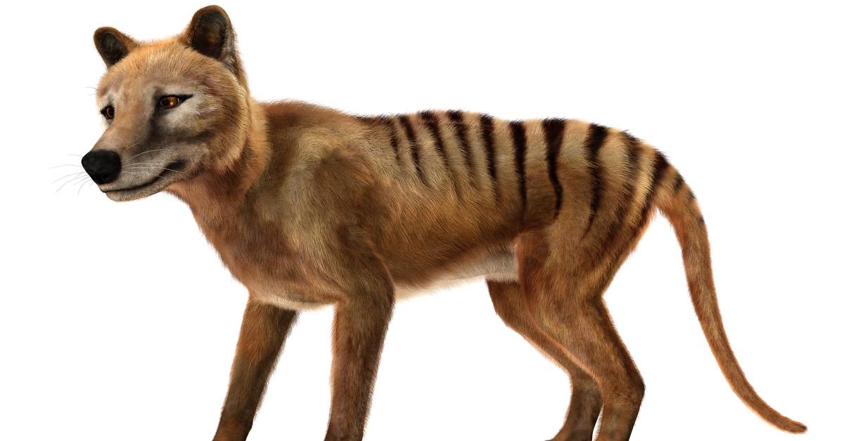 Digital rendering of a Tasmanian tiger