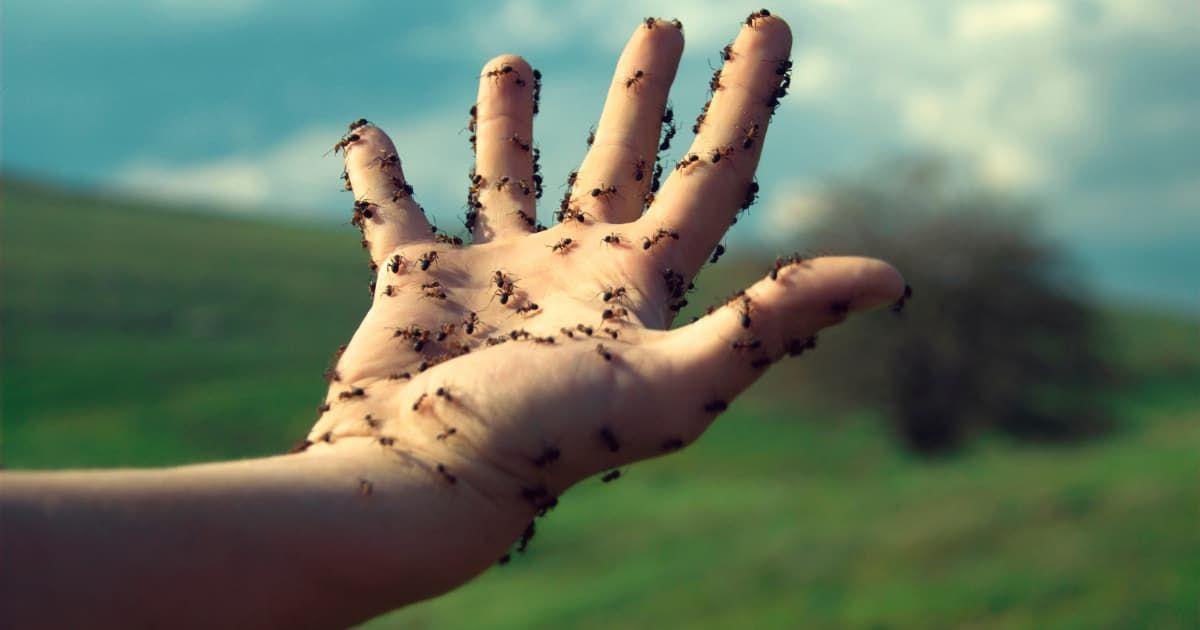 A close-up of swarming ants on a person's hand. (Representative Cover Image Source: Getty Images | Hans Neleman)