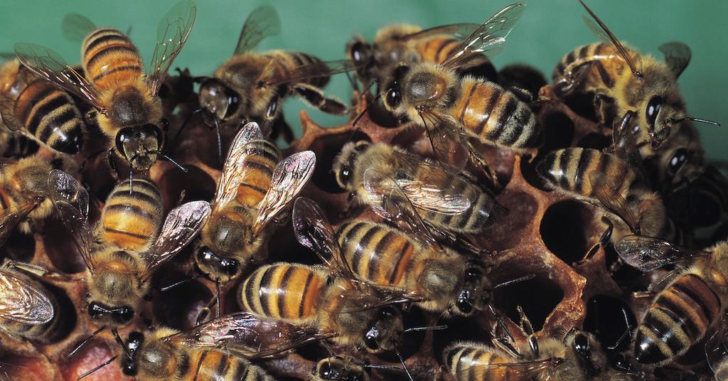 Bees Are Classified as Fish, According to the State of California