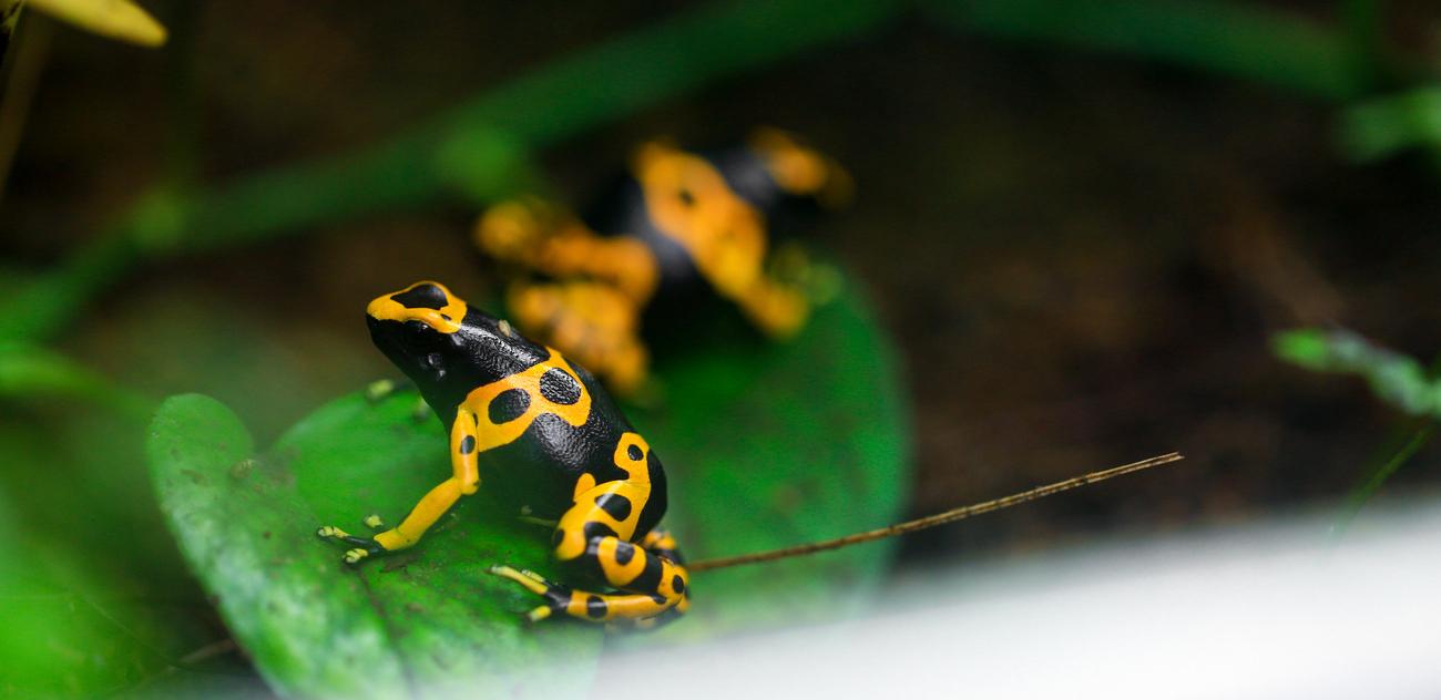 A black and yellow poison dart frog on a leaf.