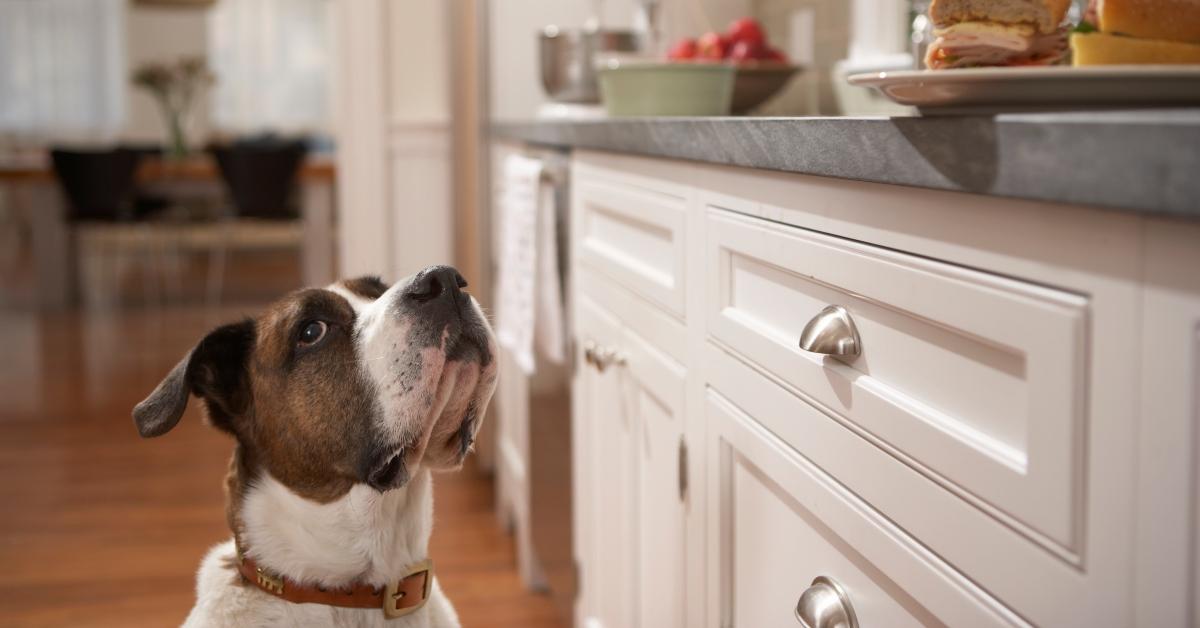 Dog in the kitchen waiting for scraps. 