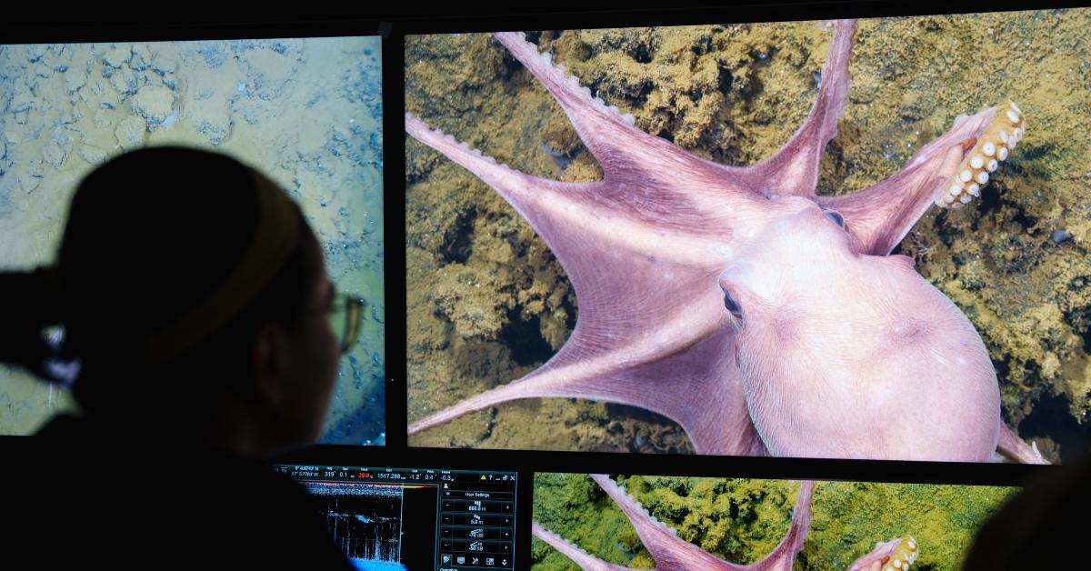 Footage of the octopus nursery in Costa Rica via Remotely Operated Vehicle (ROV) SuBastian. 