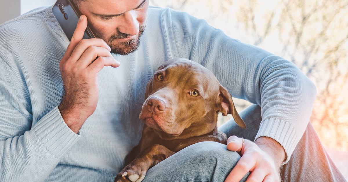 Handsome man on a phone pets a brown puppy 