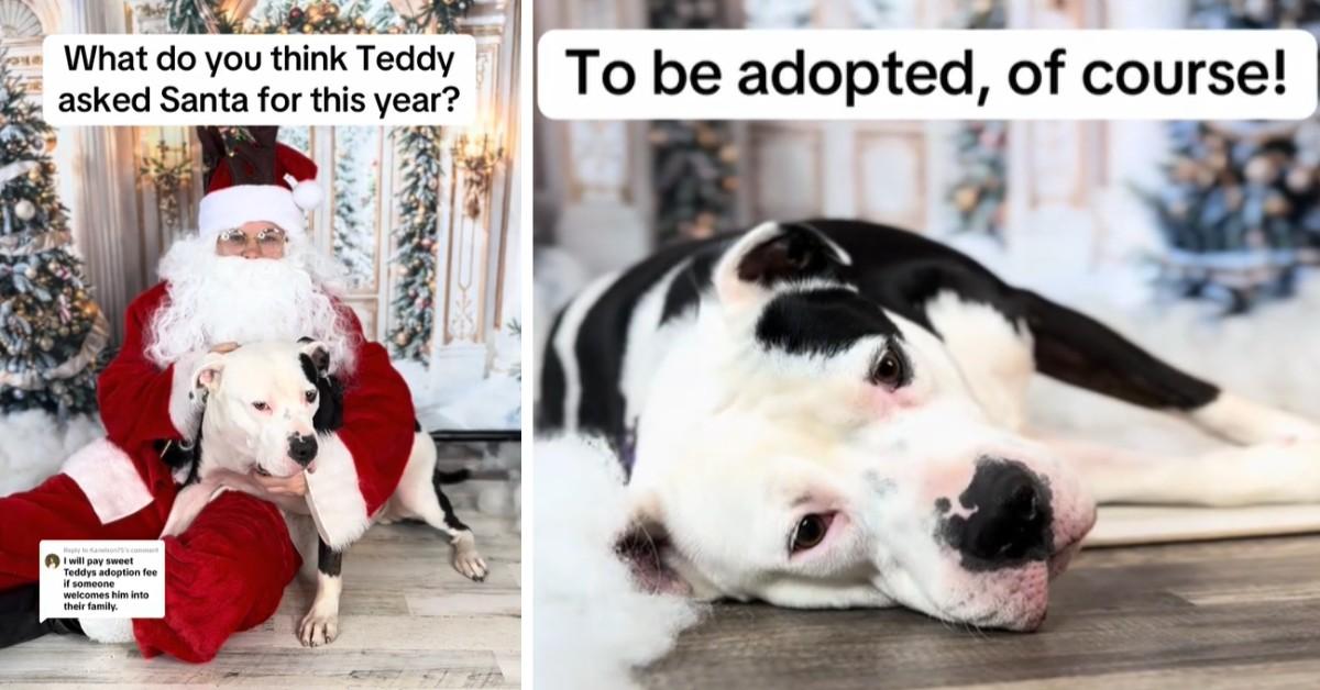 Teddy poses with Santa ahead of his adoption