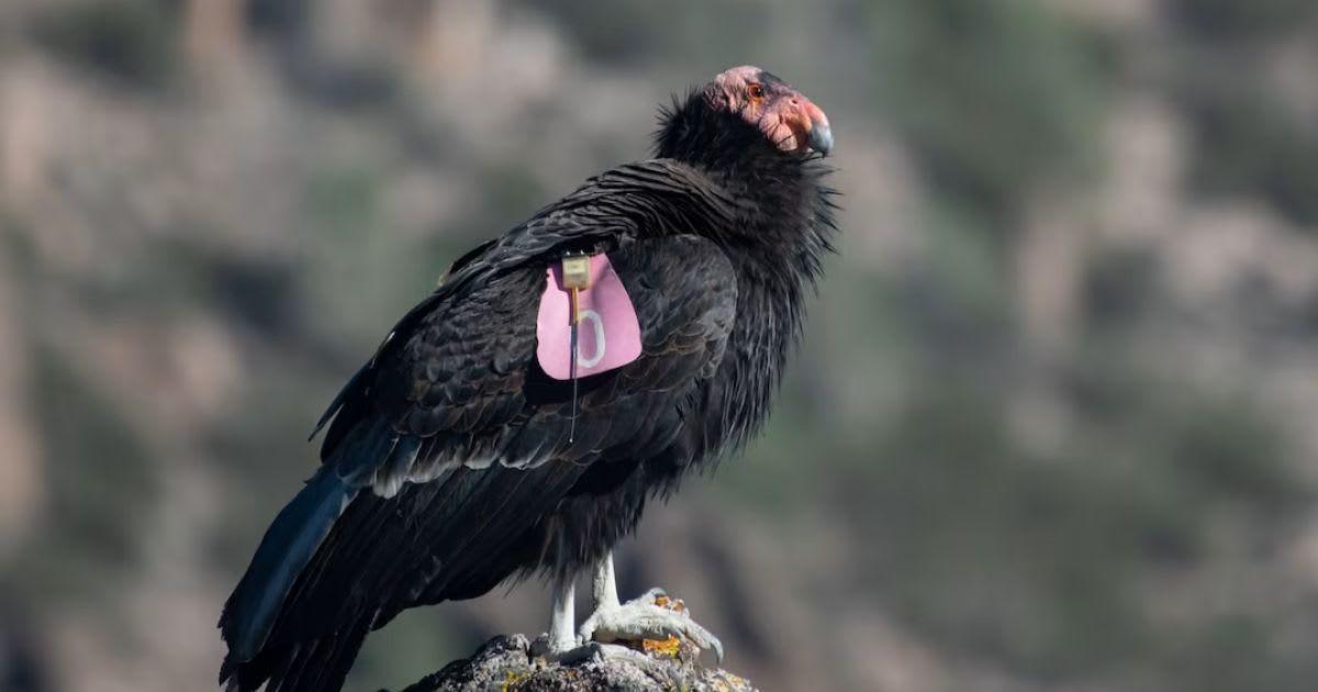 California condor sitting on rock (Cover Image Source: Shutterstock | Griffin Gillespie)