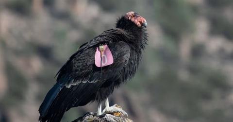 California condor sitting on rock (Cover Image Source: Shutterstock | Griffin Gillespie)