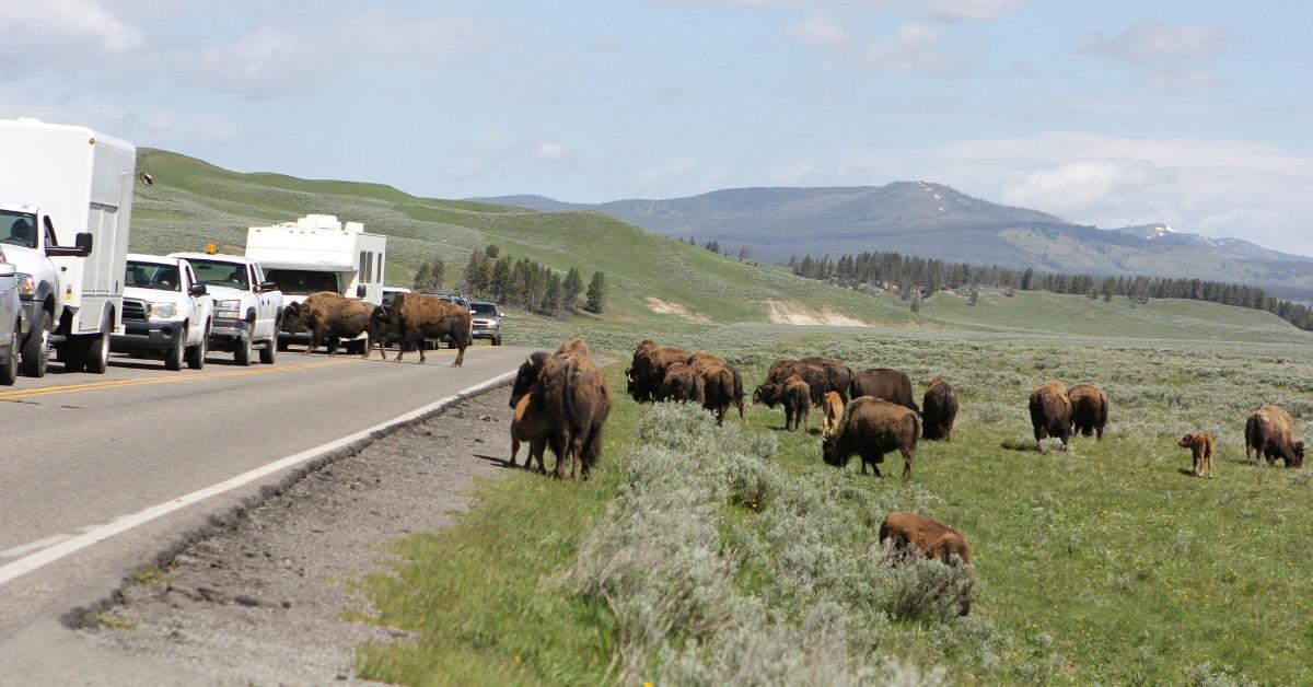 A heard of bison in Yellowstone National Park move towards a line of traffic on the road