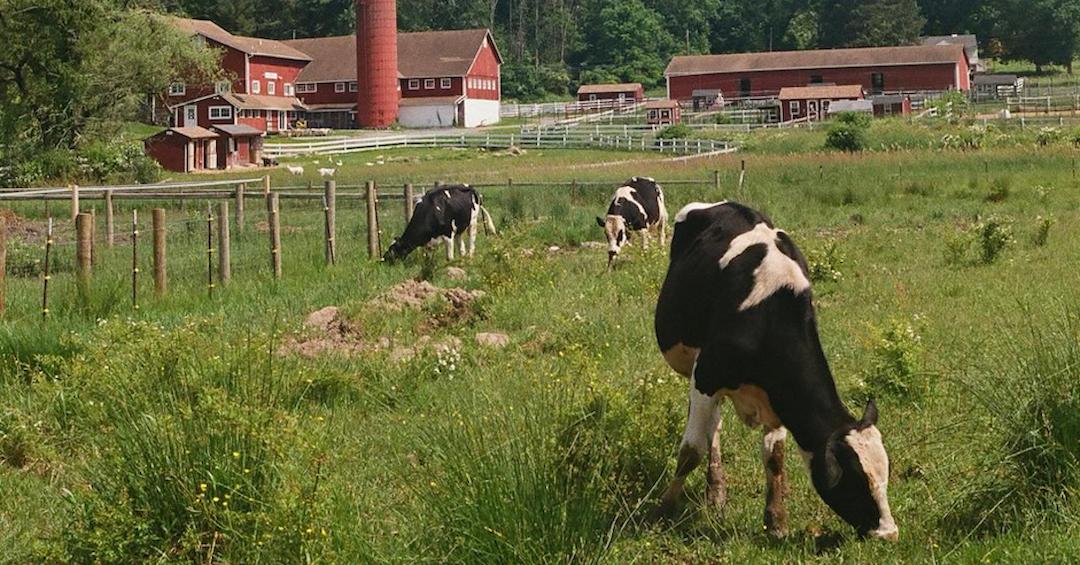 Cows in pasture at Tamerlaine Sanctuary