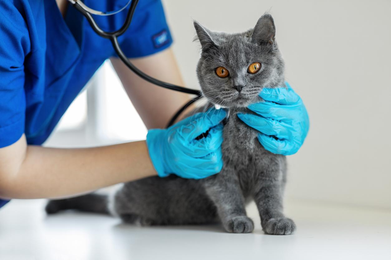 A vet checks the pulse of a cat while wearing gloves on their hands.