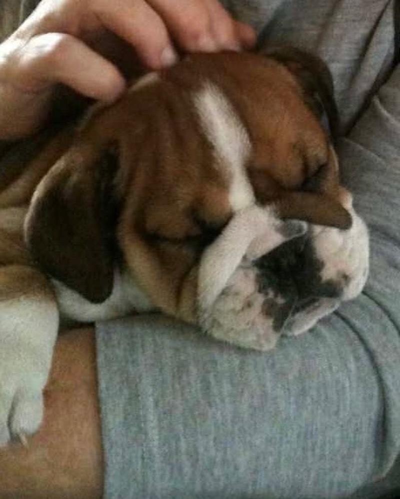 roscoe puppy lewis hamilton