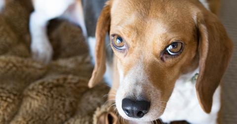 Picture of a beagle.