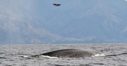 A drone hovering above a pygmy blue whale. (Cover Image Source: Conservation International Indonesia)