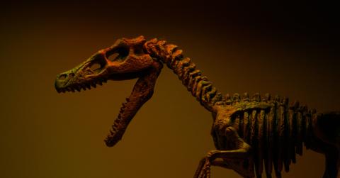 Stock photo of a Velocirraptor.