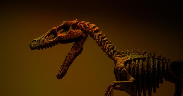 Dinosaur Bones Are Being Sold At Auctions How Much Are They Worth dinosaur-bones-are-being-sold-at-auctions-how-much-are-they-worth
