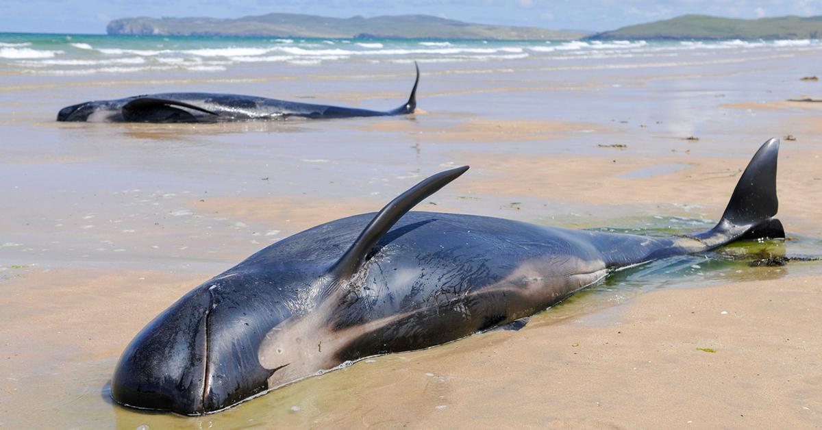 beached whales pods