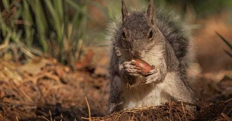 A squirrel munching on a nut. (Representative Cover Image Source: Getty Images | Don Henderson)