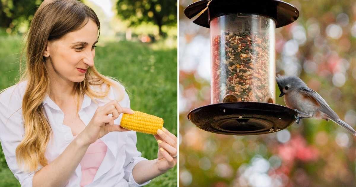 (L) A woman in her garden with a cob of sweetcorn, (R) A little bird perched on a bird feeder. (Representative Cover Image Source: Freepik | (L) freepik, (R) Wirestock)