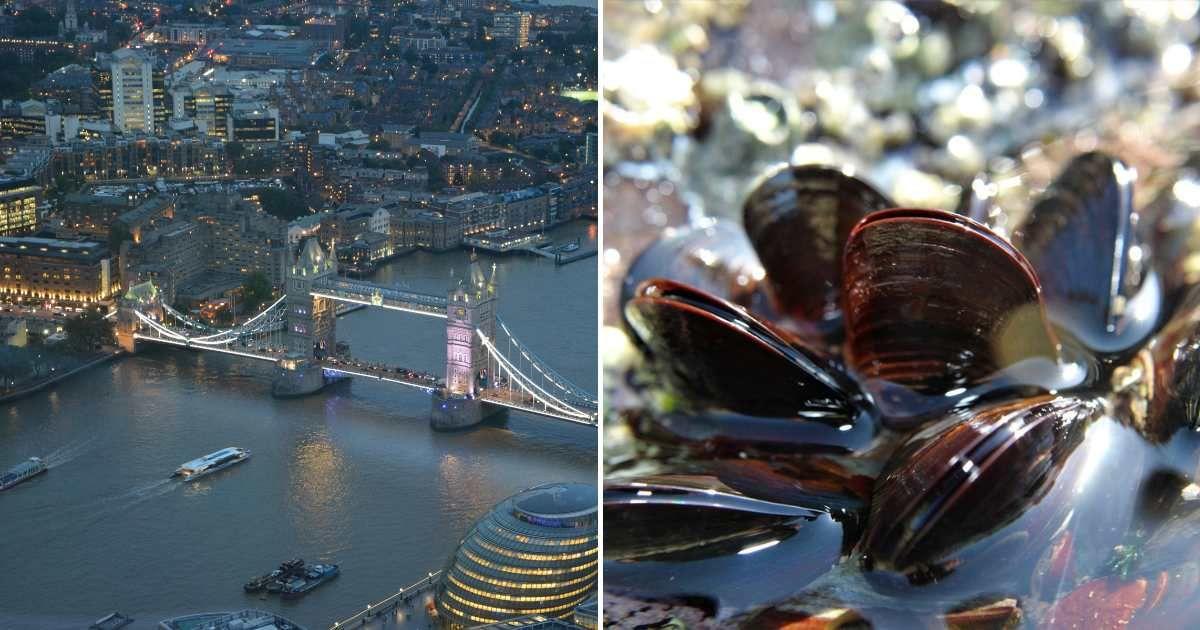 (L) The mighty Thames River runs across London's Tower Bridge. (R) Freshwater mussels in a river. (Representative Cover Image Source: Pexels | (L) Pexels | Nicole Rathmayr, (R) Pixabay | Beesmurf) 