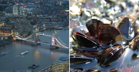 (L) The mighty Thames River runs across London's Tower Bridge. (R) Freshwater mussels in a river. (Representative Cover Image Source: Pexels | (L) Pexels | Nicole Rathmayr, (R) Pixabay | Beesmurf)