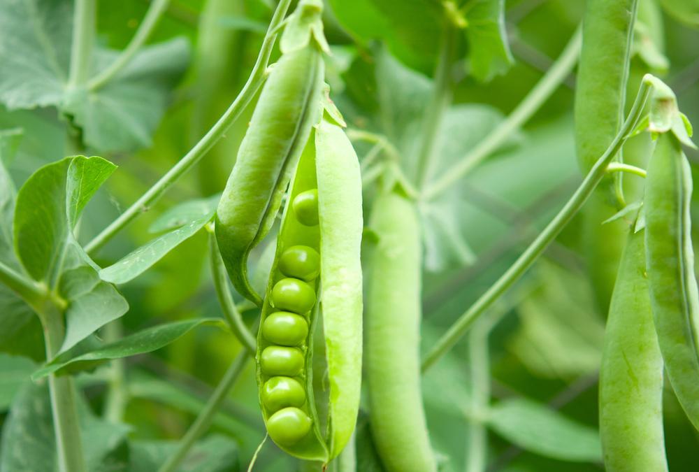 A pod of peas growing.