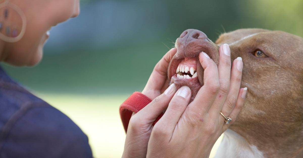 A woman looking at a dog's teeth.