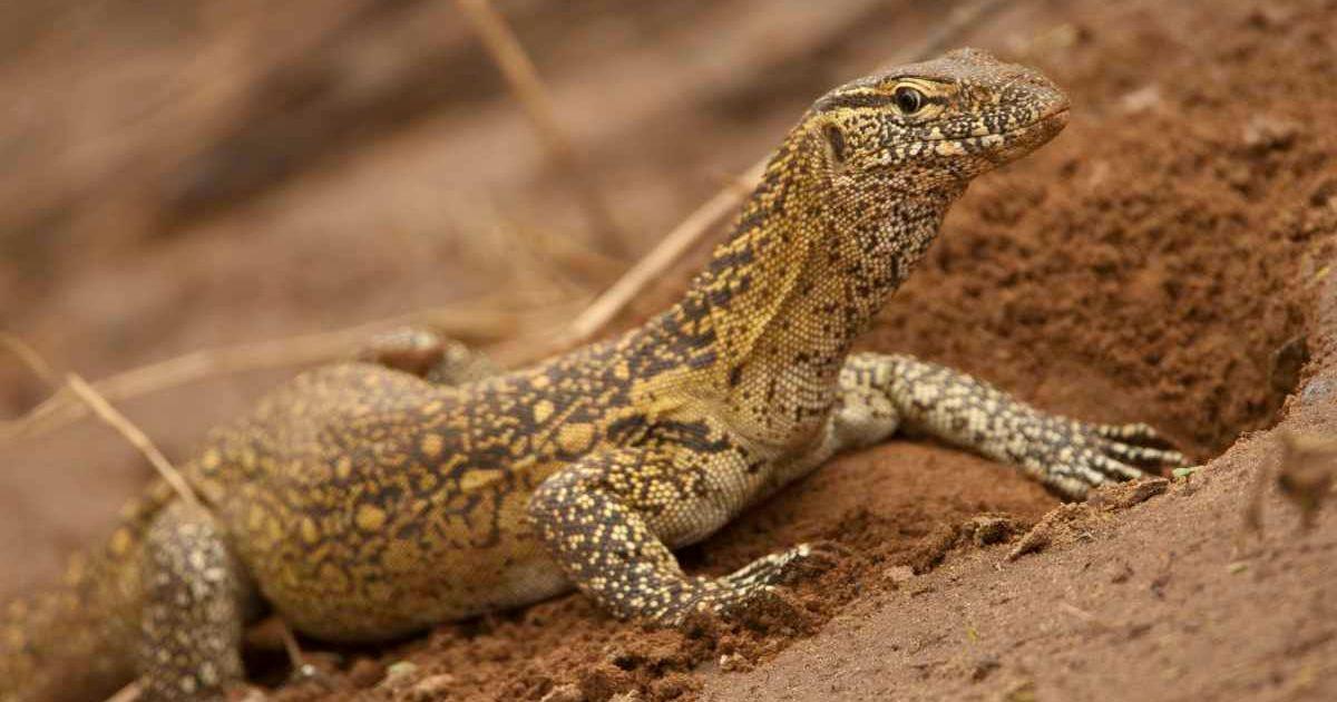 Nile monitor lizard (Varanus niloticus), searching for food by burrowing in Samburu, Kenya. (Cover Image Source: Getty Images | McDonald Wildlife Photography Inc.)