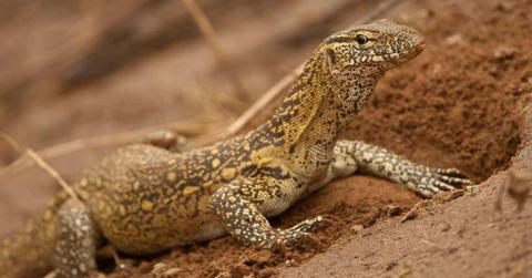 Nile monitor lizard (Varanus niloticus), searching for food by burrowing in Samburu, Kenya. (Cover Image Source: Getty Images | McDonald Wildlife Photography Inc.)