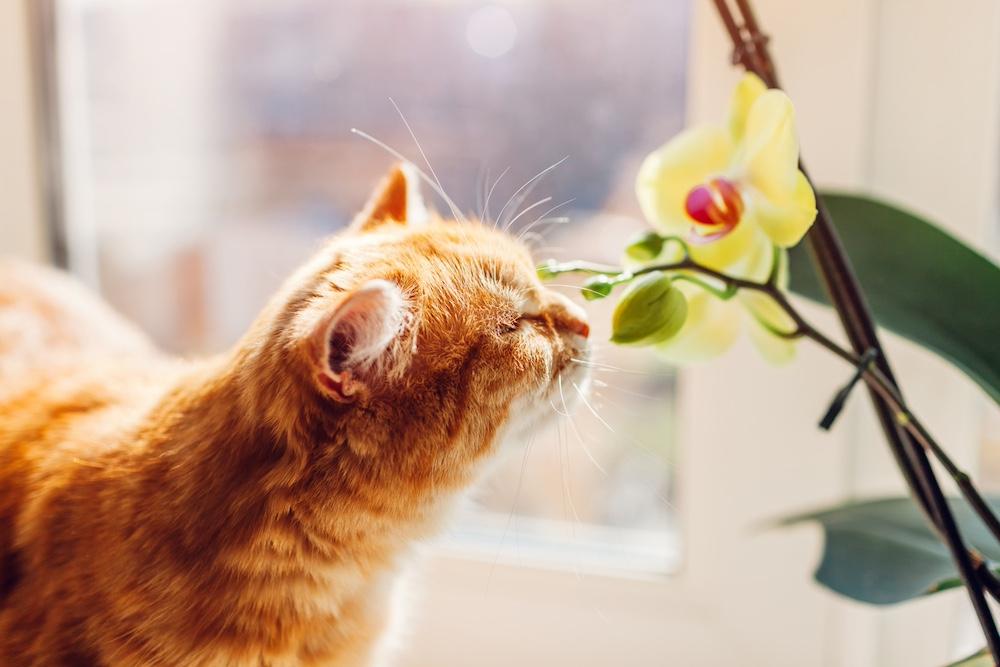 An orange cat sniffing a yellow orchid.