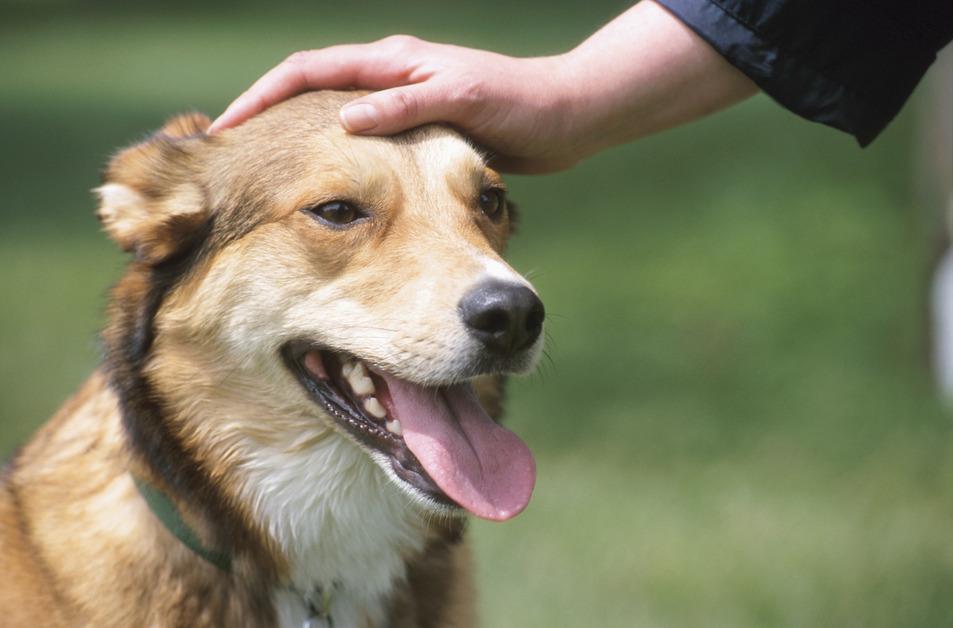 Dog being pet with tongue out