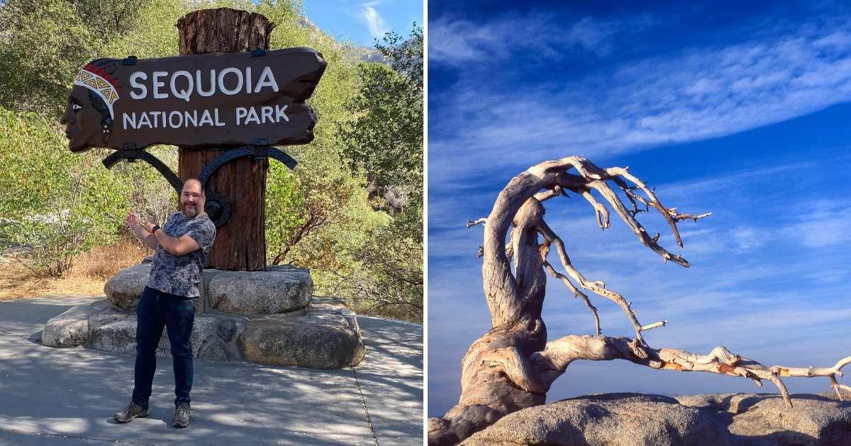 (L) A man standing with a sign of Sequoia National Park, (R) A Jeffrey pine tree. (Representative Cover Image Source: Getty Images | (L) Fitopardo, (R) Gomez David)