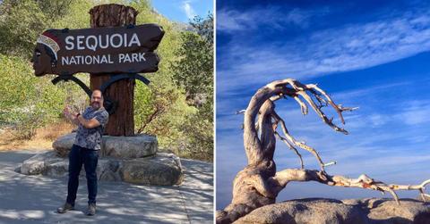 (L) A man standing with a sign of Sequoia National Park, (R) A Jeffrey pine tree. (Representative Cover Image Source: Getty Images | (L) Fitopardo, (R) Gomez David)